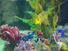 -太平洋海底世界