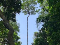 -西双版纳原始森林公园