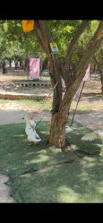 -上美四季动物农场