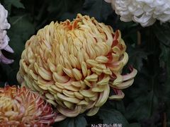 -汇龙潭