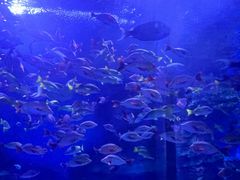 -泉城欧乐堡海洋极地世界