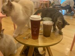 -猫咪派对(江南西店)