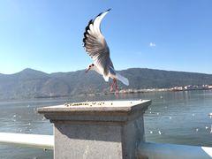 -滇池海埂公园
