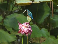 -茅家埠