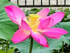 -莲花池公园