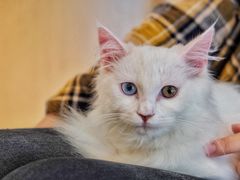 -飞行喵MR PILOT|猫舍·猫咖(静安大融城店)