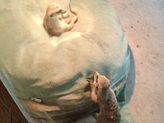 -合肥野生动物园