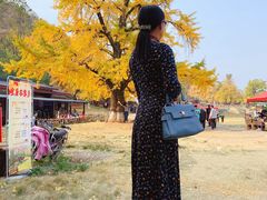 -千年银杏谷文化旅游区