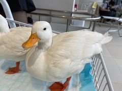 -怪兽屋·羊驼·猫咖·狗咖(俊华广场店)