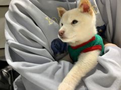 -逗柴咖啡屋·狗咖猫咖宠物桌游