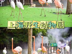 -上海野生动物园