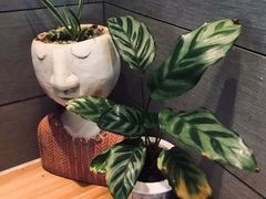 -IFIF 如果花園(宽厚里店)