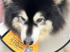-御宝贝24h宠物医院·转诊中心·CT核磁血透中心(厦门总院)