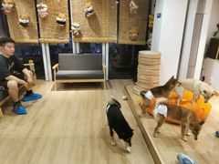 用餐区-南京Hallo宠物乐园·哈罗犬舍·柴犬繁育基地