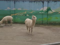 景点-成都动物园