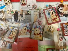 -Husky Go! 哈士奇体验馆·宠物咖啡厅狗咖