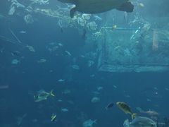 -海棠湾洲际-涛·海底餐厅·美人鱼·自助餐·海底隧道