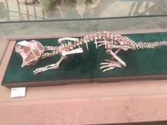 -陕西自然博物馆