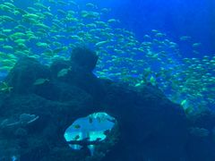 -成都浩海立方海洋公园