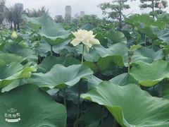 -厦门园林博览苑