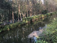 -合肥滨湖国家森林公园