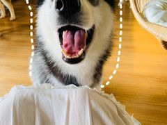 -Husky Go! 哈士奇体验馆·宠物咖啡厅狗咖