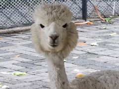 -长白岛森林公园