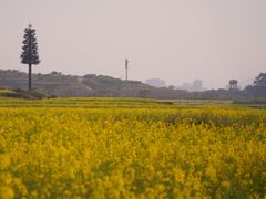 -光明小镇欢乐田园