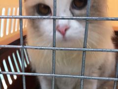 -佳雯宠物医院(金华南路分院)