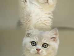 -lincat·猫舍(广州店)