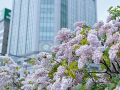 -大通公园