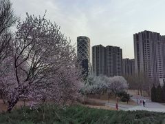 -大望京公园