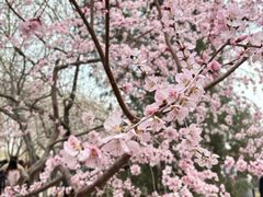 -桃花堤公园