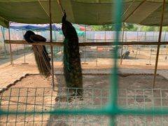 -渭南桃花源民俗文化园