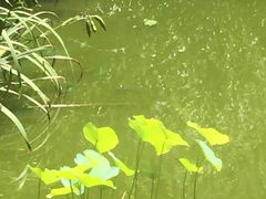 -新湖明珠城