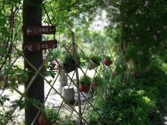 -鹅湖玫瑰文化园