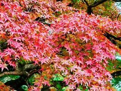 -京都御所