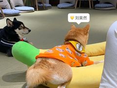 -逗柴咖啡屋·狗咖猫咖宠物桌游