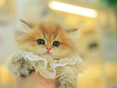 -柚子猫舍·精品猫舍购猫·猫咪认养·购宠·宠物店