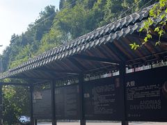 -江龙饭店·乌江豆腐鱼(乌江老桥头店)