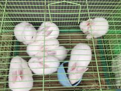 -秦美花卉(天朗·莱茵小城2期店)