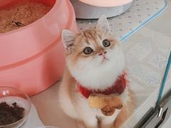 -糯米喵星人总部直营旗舰店·猫舍·幼猫出售