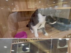 -钦宠·猫咪售卖·洗护·寄养(东圃旗舰店)