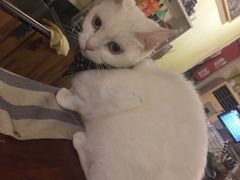 -猫色咖啡·猫咖