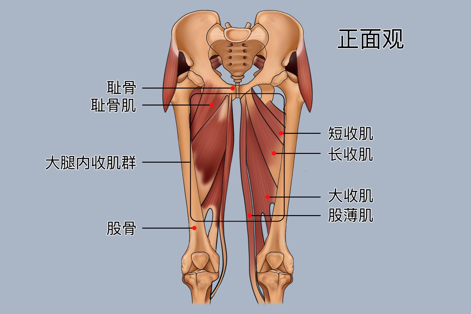 大腿内侧肌群图片图片