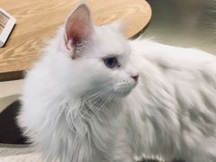 -藏猫猫咖啡主题馆(中央大道店)