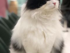 -安格丽娜·狗咖·猫咖羊驼咖(春熙路百盛商场店)