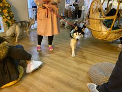 -Husky Go! 哈士奇体验馆·宠物咖啡厅狗咖
