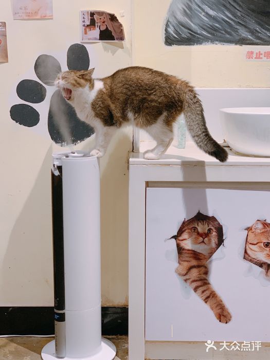 喵匠猫主题咖啡(凯德和平广场店)图片
