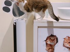 -喵匠猫主题咖啡(凯德和平广场店)